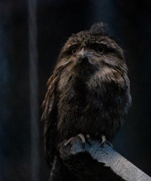Tawny frogmouth