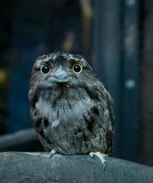 Tawny frogmouth