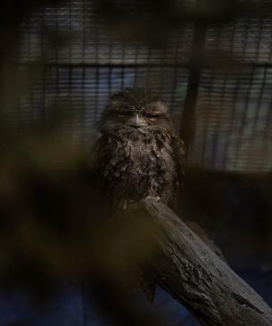 Tawny frogmouth