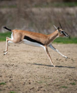 Thomson's gazelle running