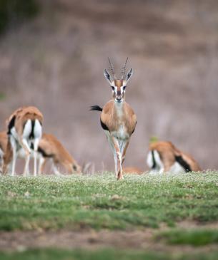 Herd of Thomson's gazelle