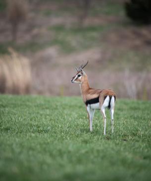 Thomson's gazelle on Heart of Africa Savanna at Columbus Zoo