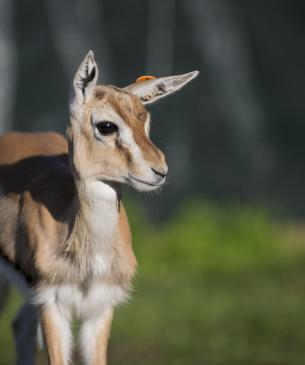 Young Thomson's gazelle