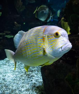 Threadfin snapper