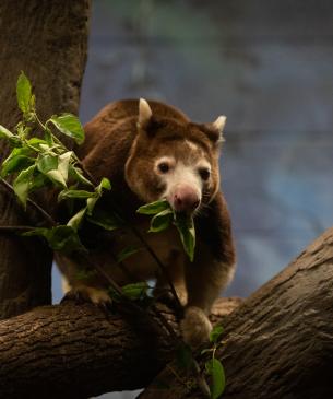 Tree kangaroo crouching