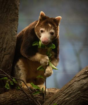 Tree kangaroo eating