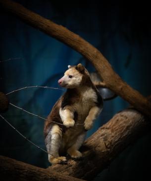 Tree kangaroo standing