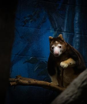 Tree kangaroo in nocturnal building