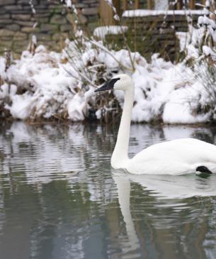 Trumpeter swan in the snow