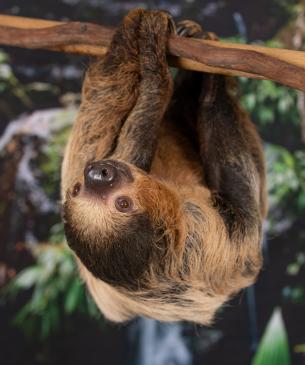 Two-toed sloth