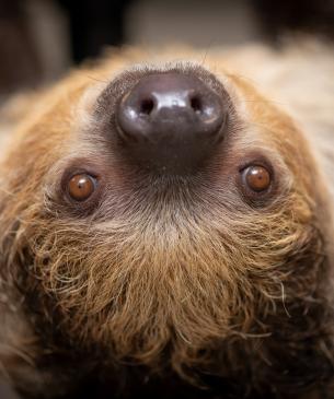 Two-toed sloth close up