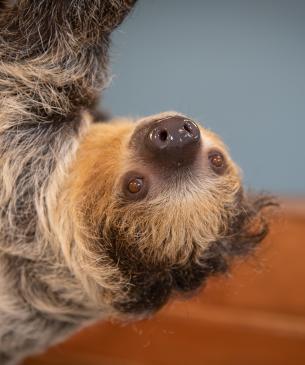 Two-toed sloth