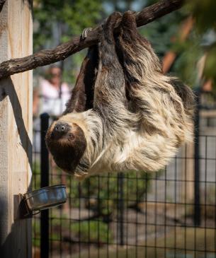 Two-toed sloth