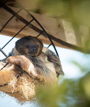 Two-toed sloth