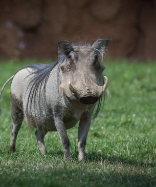 warthog in the Watering Hole at Columbus Zoo