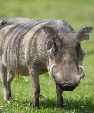 warthog in the Watering Hole