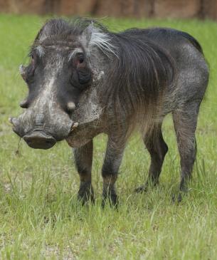 warthog at Columbus Zoo