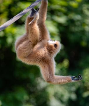 A white-handed gibbon hanging from a fire hose "bridge"