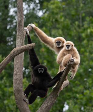 Family of gibbons in a tree