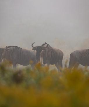 Wildebeest in the fog