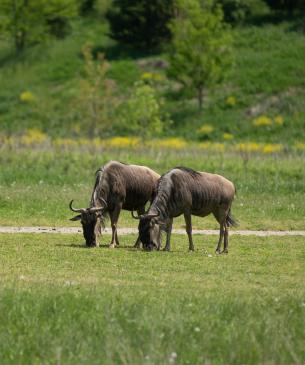 Wildebeest grazing