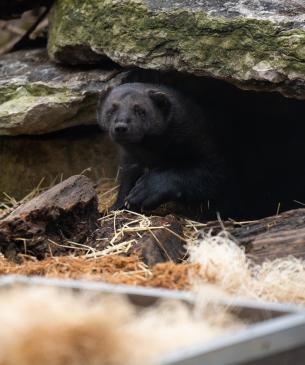 Wolverine inside a rock shelter