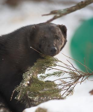 Wolverine in the snow