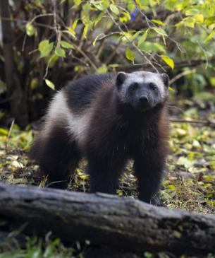 wolverine in wooded area