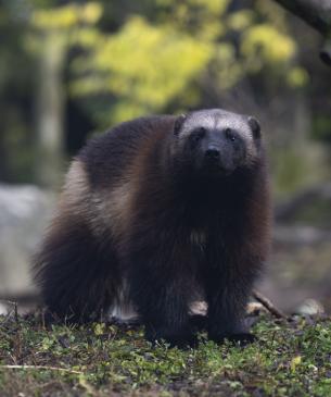 wolverine in wooded area
