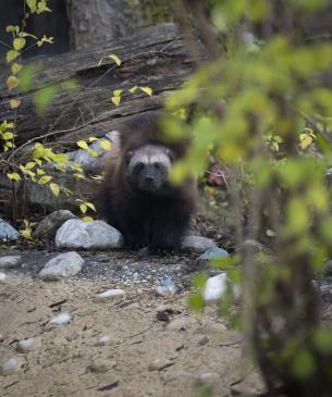 wolverine in wooded area