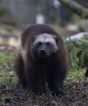 wolverine in wooded area