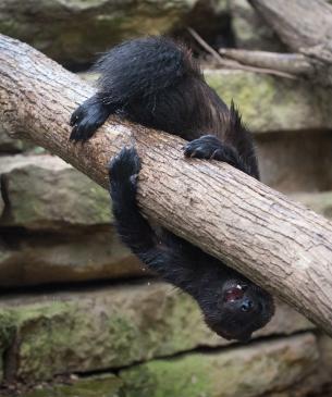 Wolverine climbing on a log