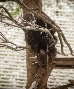 Wolverine playing in a snow covered tree