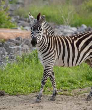 Zebra on the Savanna