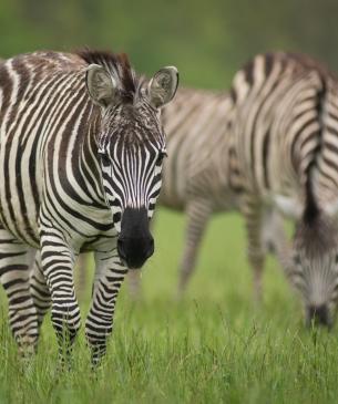 Zebra grazing