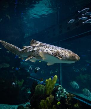 Zebra shark