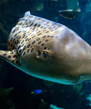 Zebra shark