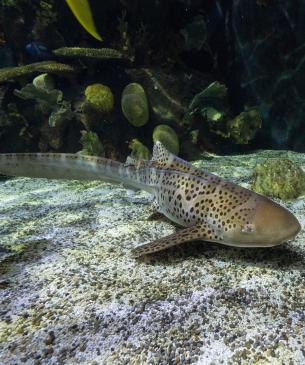 Zebra shark