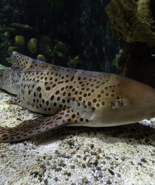 Zebra shark