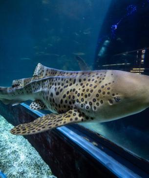 Zebra shark