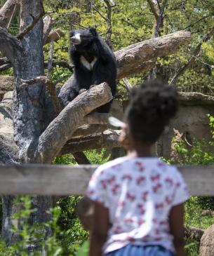 Sloth bear in the tree in her habitat