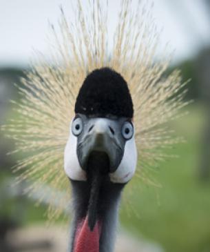 East African crowned crane front view