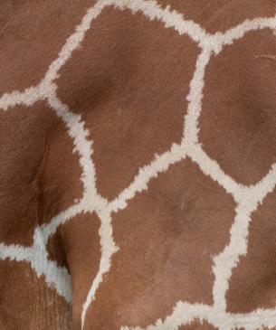 Reticulated giraffe spots