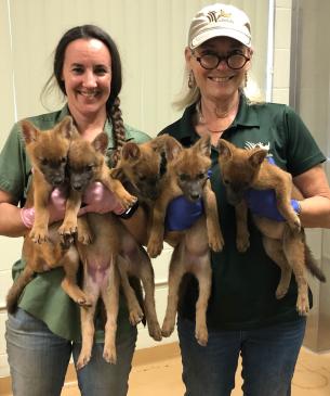 vets holding dholes