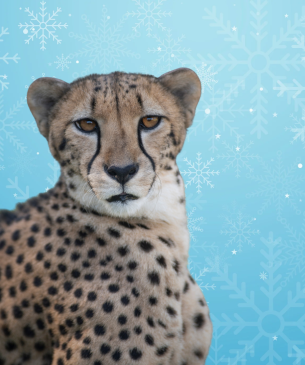 cheetah