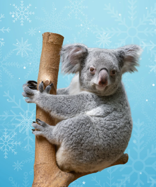 koala