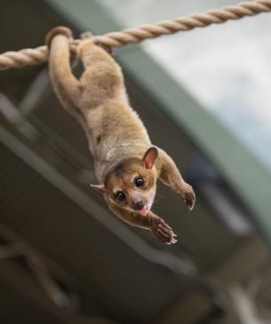 Kinkajou