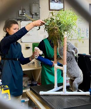 koala medical procedure