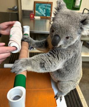 koala medical procedure