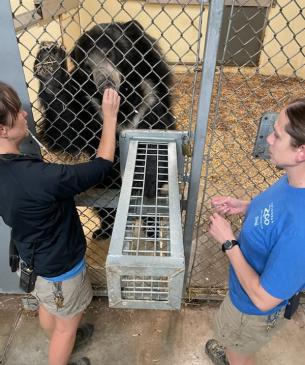 sloth bear medical procedure